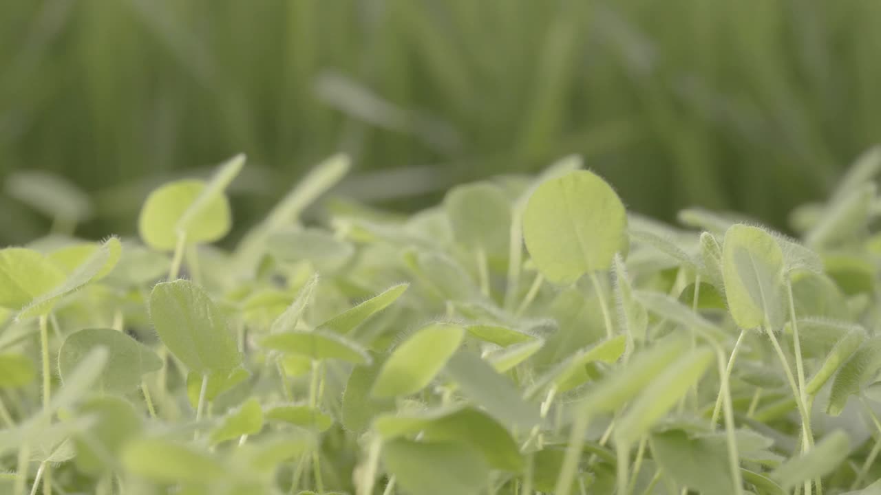 CU新鲜有机微型蔬菜种植在温室蔬菜视频下载