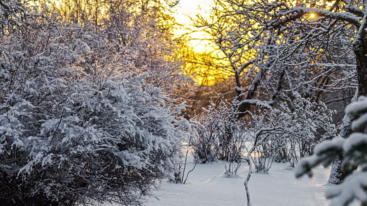 时间流逝的金色日落在冰雪覆盖的冰冻森林在冬天视频素材