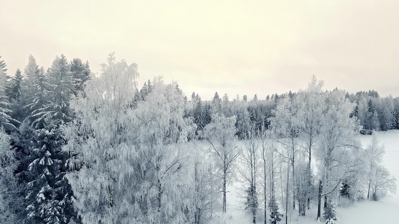 航拍冬季景观白色森林树木和冰雪在冻结的地面视频素材