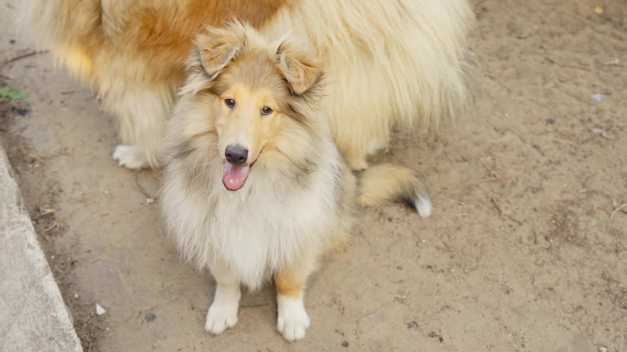 雄伟的粗毛牧羊犬家庭户外，动态视图视频素材