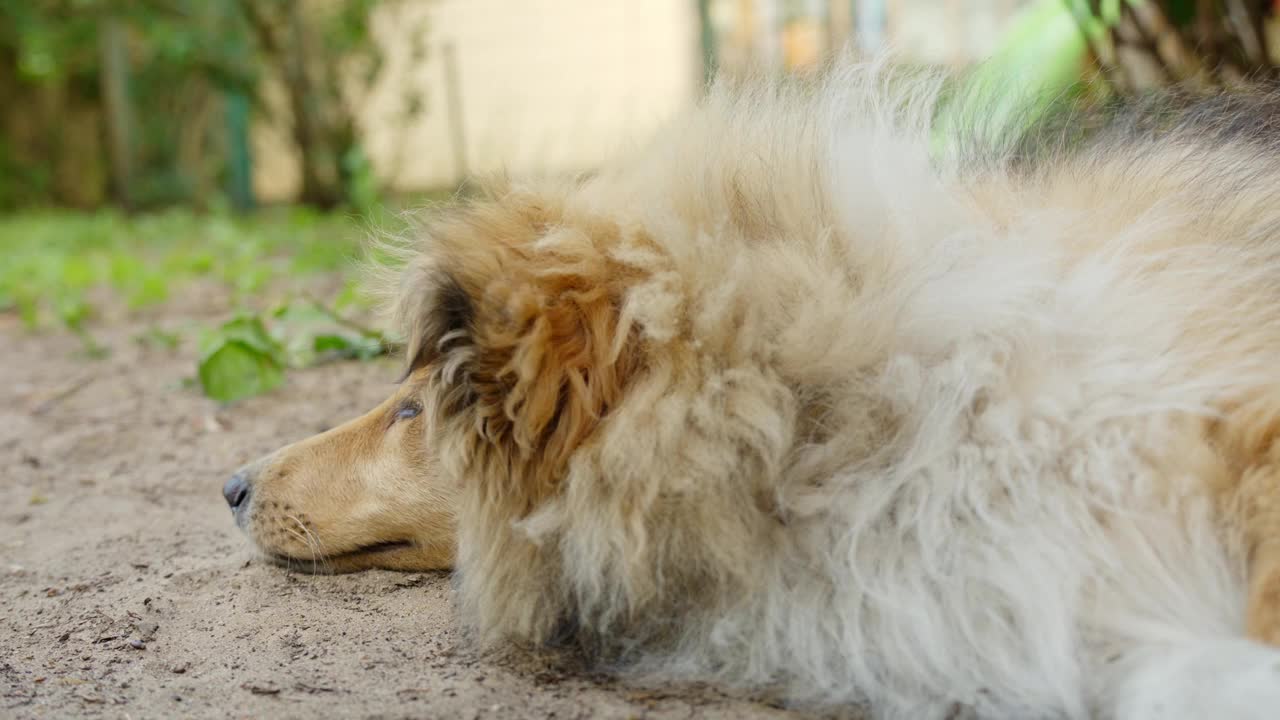 纯种粗牧羊犬从沙地上站起来，近距离观看视频素材