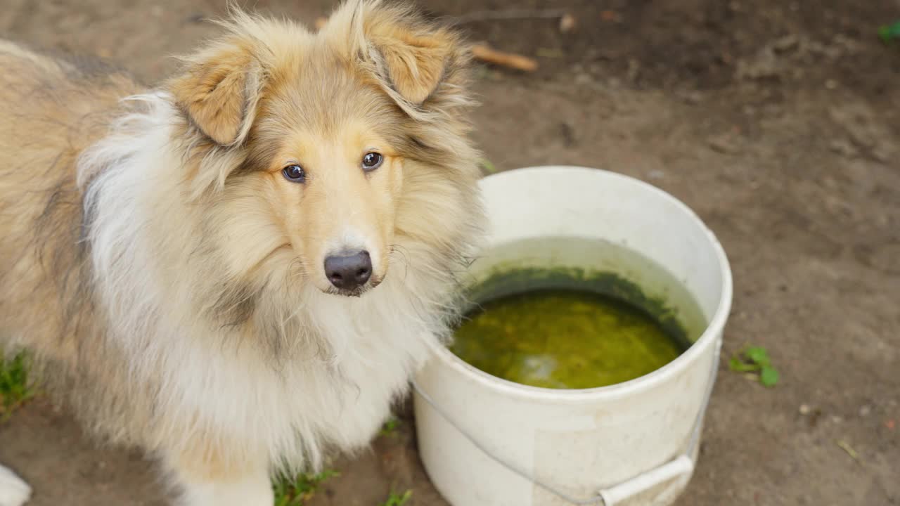 在乡下的家里，粗壮的牧羊犬正在从水桶里喝水视频素材