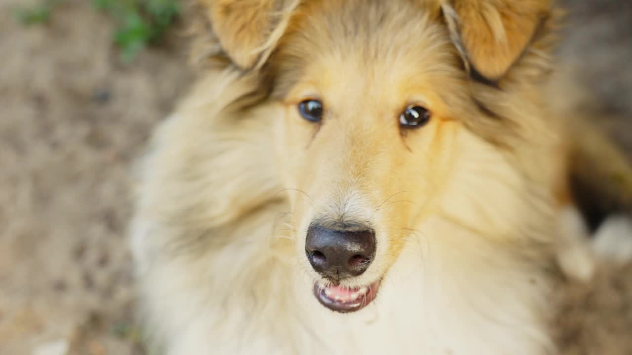 粗糙的柯利犬躺在沙地上，手持特写视频素材