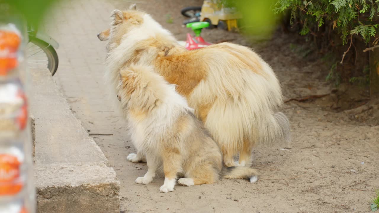 美丽的粗犷牧羊犬家庭和小狗站在户外视频素材