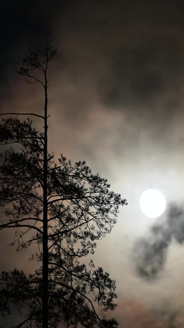 垂直视频的针叶树对着明亮的月亮，云在天空流动视频素材