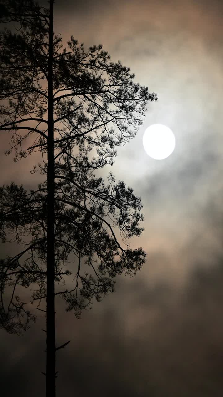 月光下松树剪影的垂直视频视频素材