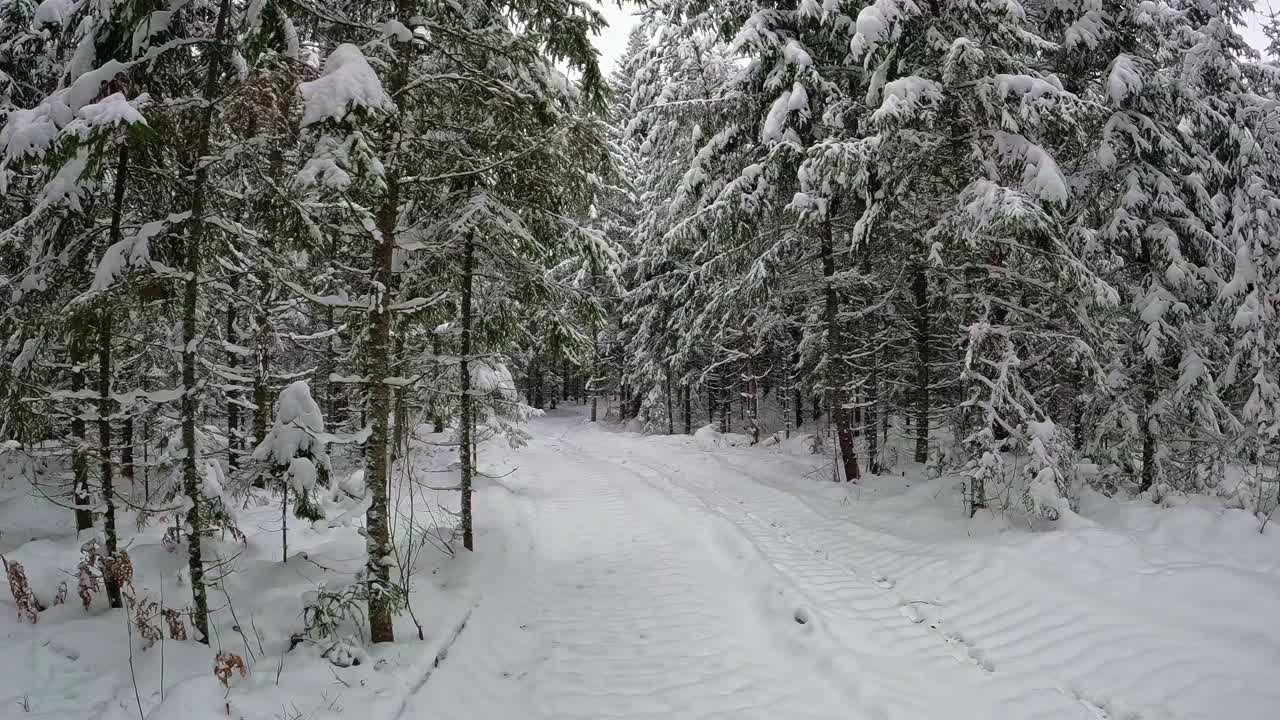 多莉向前拍摄了一个白雪皑皑的森林冬季场景与高大的松树视频素材