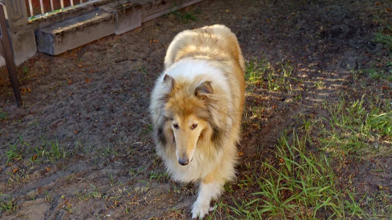 美丽和快乐的纯种牧羊犬散步，正面视图视频素材