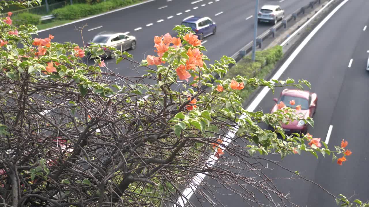 新加坡，九重葛花架起了公路上的车水视频下载