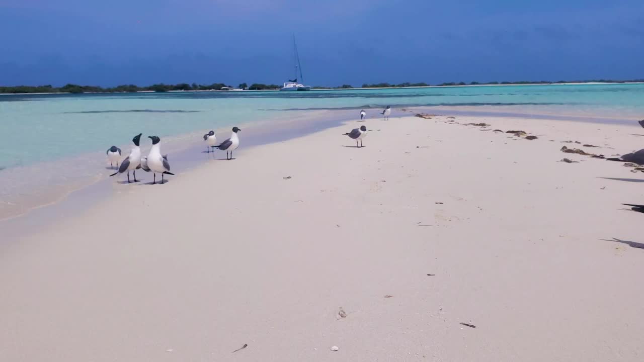 海鸥在白色的沙滩上打架，野生鸟类在蓝色的加勒比海视频素材