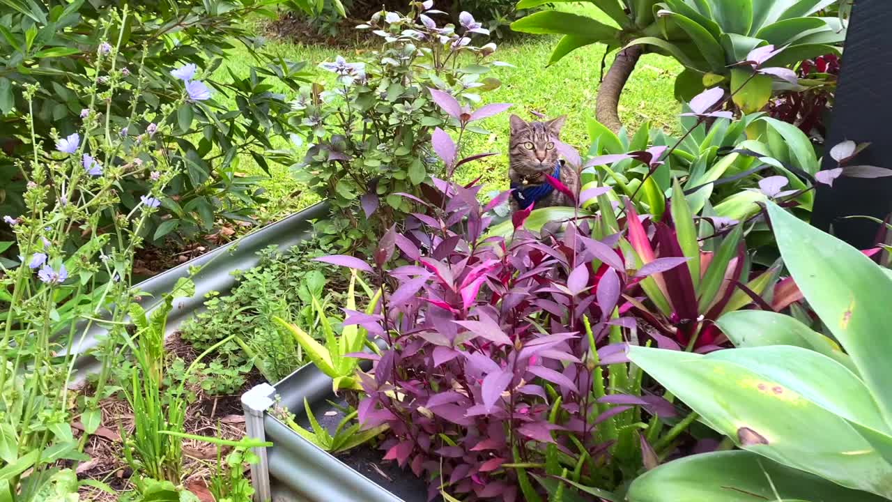 花斑猫在花园床上视频下载