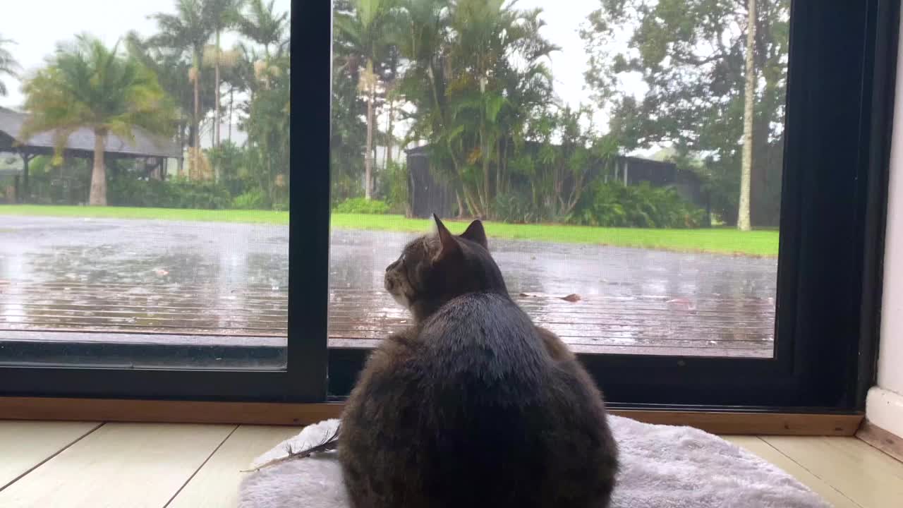 室内猫看雨视频下载