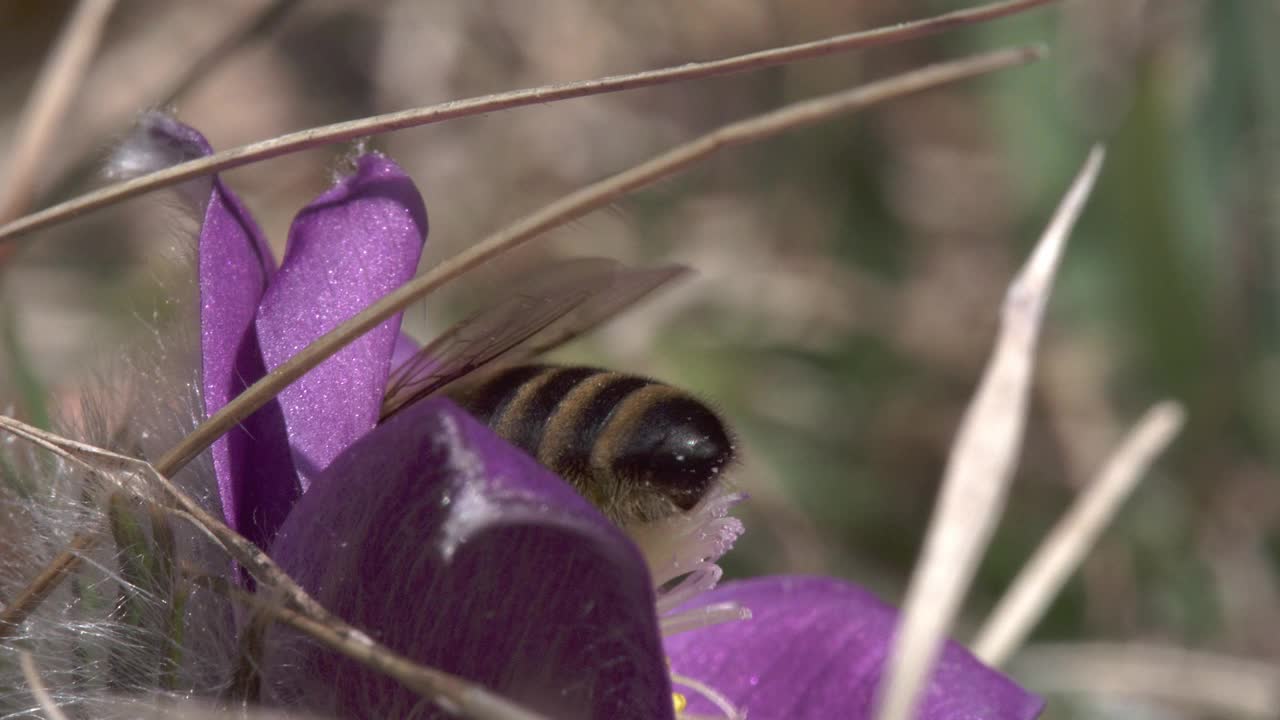 春天和蜜蜂在一起的Pasqueflower视频素材