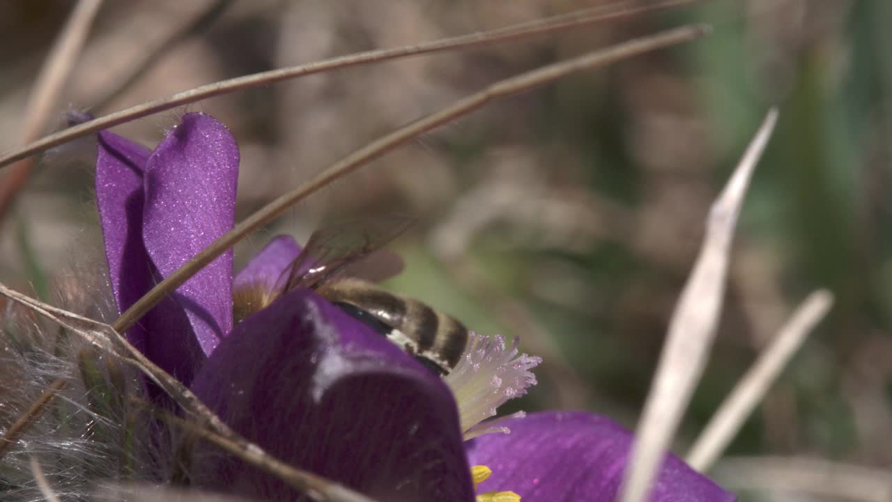 春天和蜜蜂在一起的Pasqueflower视频素材