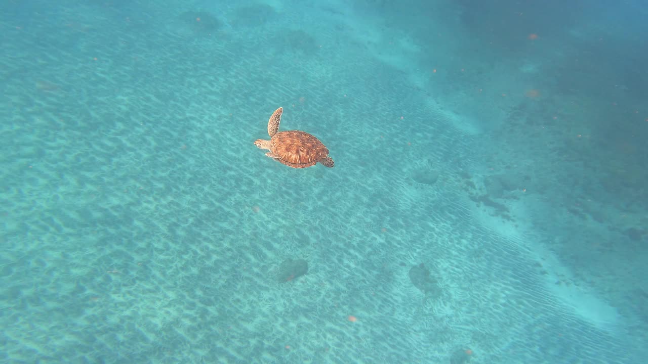 在西非佛得角群岛上游泳的红海龟。视频素材