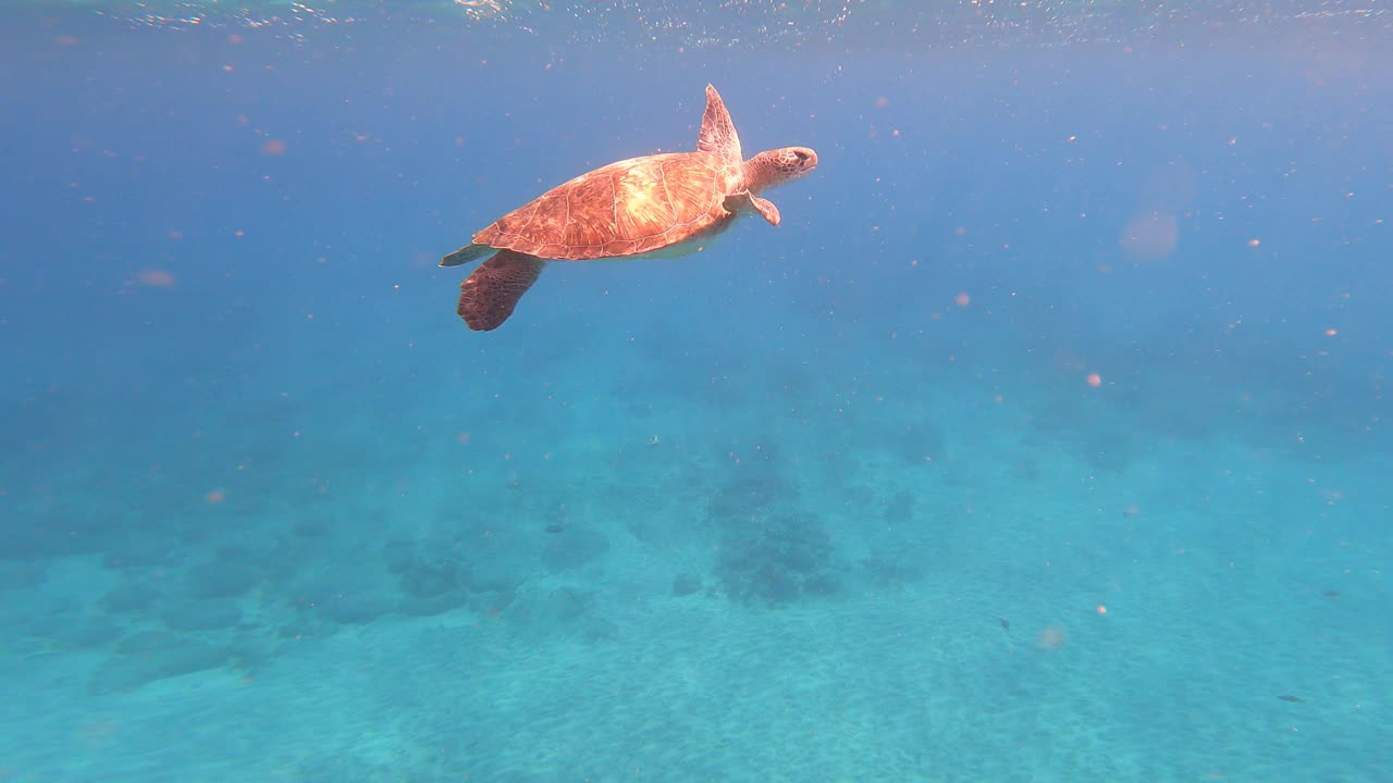 绿海龟(Chelonia Mydas)在海洋中与鱼类一起游泳。佛得角，非洲。特写镜头视频素材