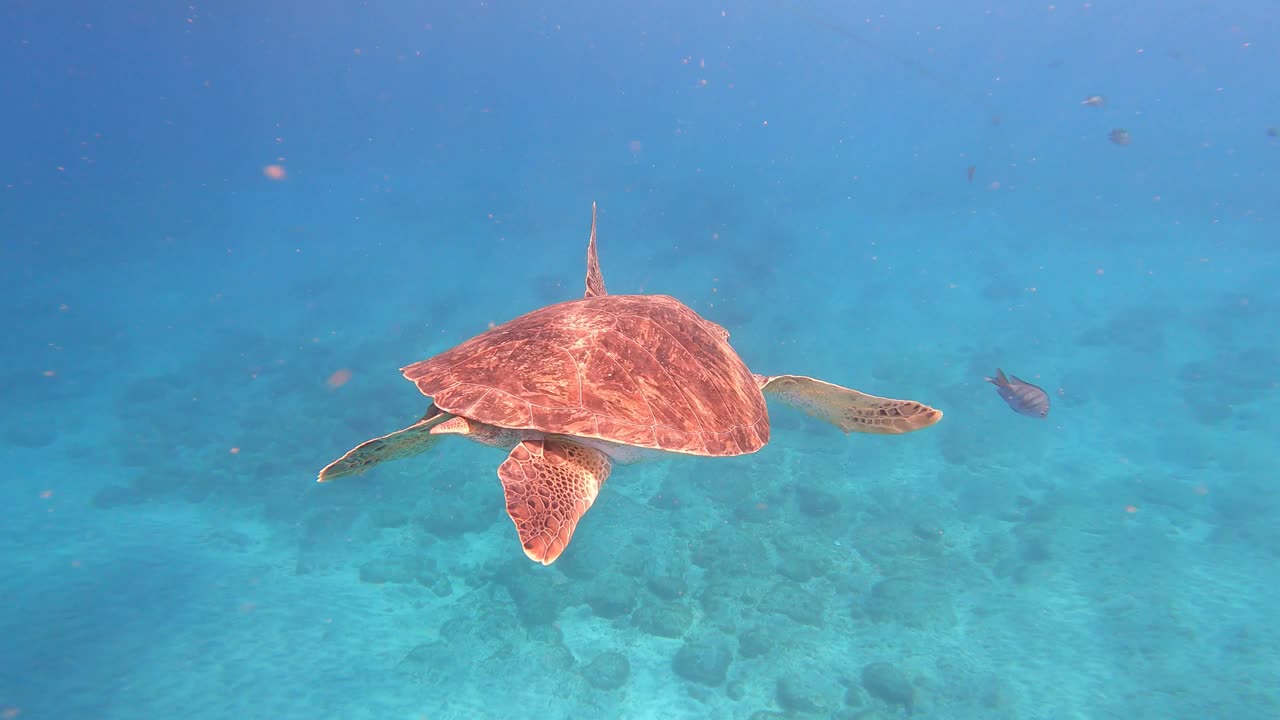 绿海龟(Chelonia Mydas)在海洋中与鱼类一起游泳。佛得角，非洲。特写镜头视频下载