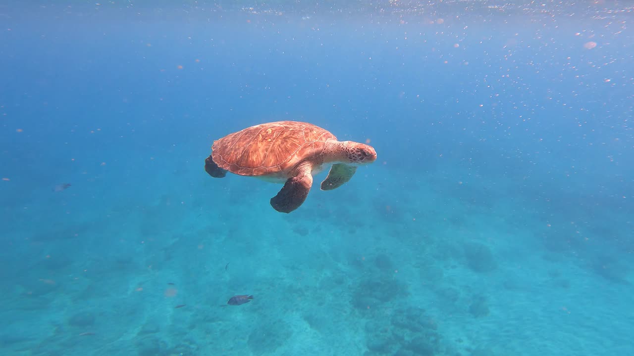 绿海龟(Chelonia Mydas)在海洋中与鱼类一起游泳。佛得角，非洲。特写镜头视频下载