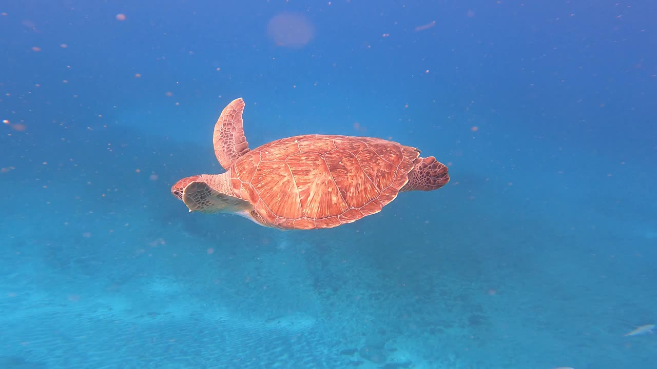 绿海龟(Chelonia Mydas)在海洋中与鱼类一起游泳。佛得角，非洲。特写镜头视频素材