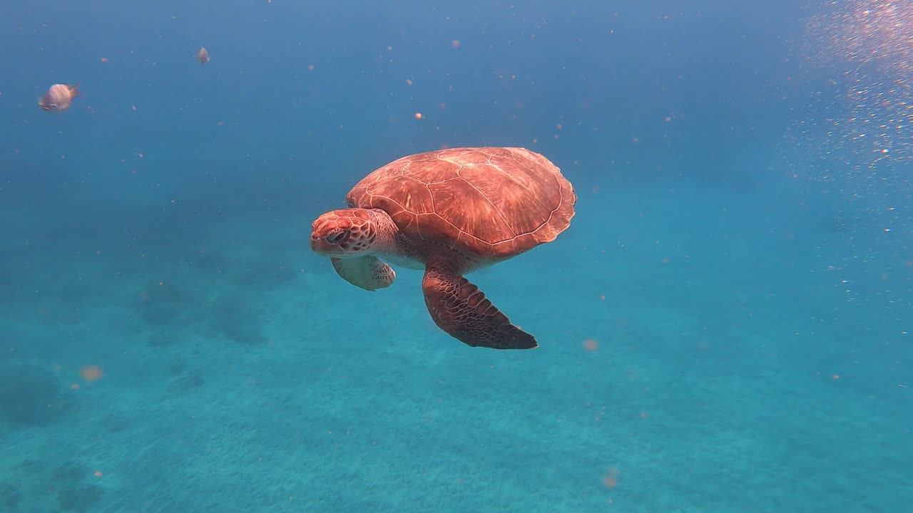 绿海龟(Chelonia Mydas)在海洋中与鱼类一起游泳。佛得角，非洲。特写镜头视频下载