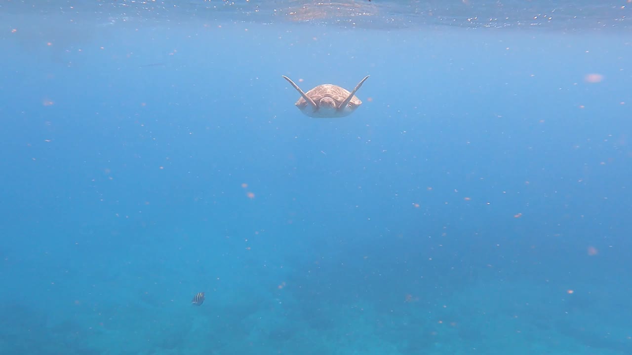 绿海龟(Chelonia Mydas)在海洋中与鱼类一起游泳。佛得角，非洲。特写镜头视频下载