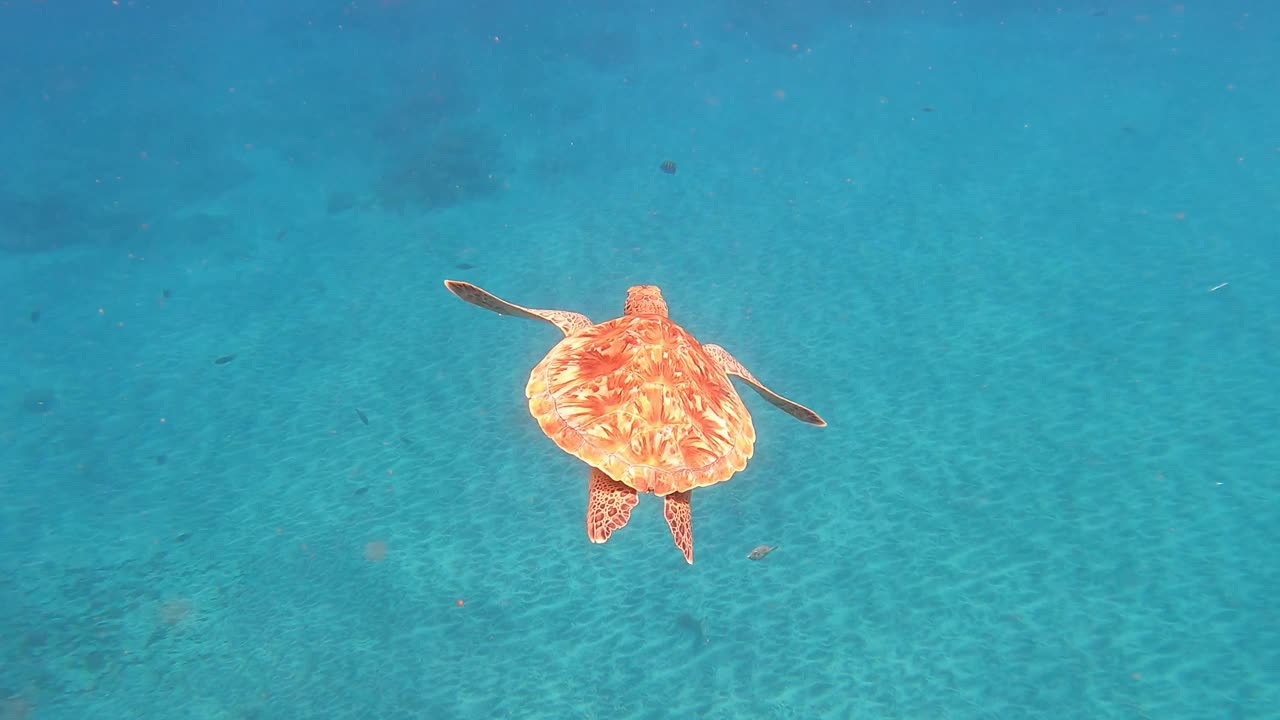 绿海龟(Chelonia Mydas)在海洋中与鱼类一起游泳。佛得角，非洲。特写镜头视频素材