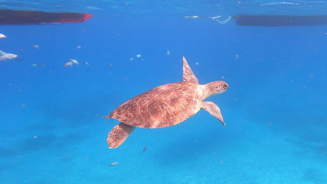 绿海龟(Chelonia Mydas)在海洋中与鱼类一起游泳。佛得角，非洲。特写镜头视频素材