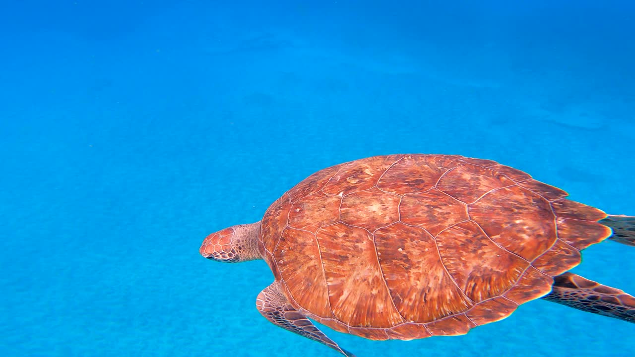 绿海龟(Chelonia Mydas)在海洋中与鱼类一起游泳。佛得角，非洲。特写镜头视频素材