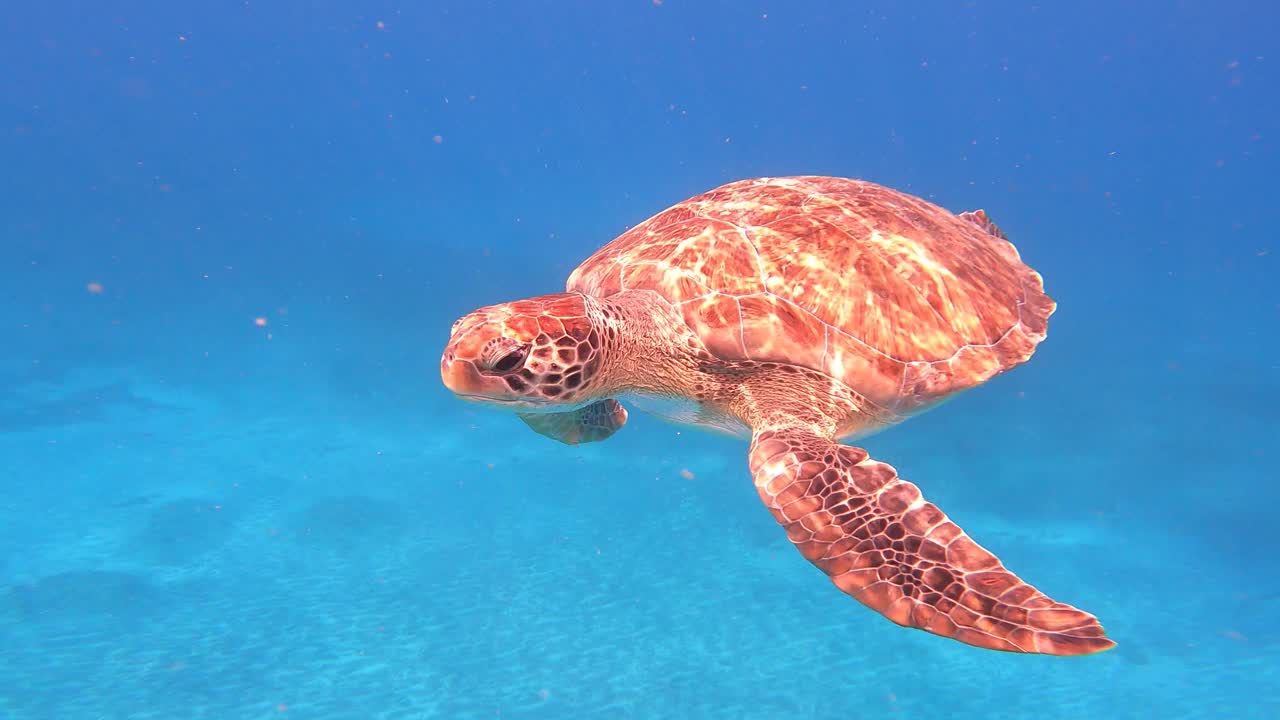 绿海龟(Chelonia Mydas)在海洋中与鱼类一起游泳。佛得角，非洲。特写镜头视频素材