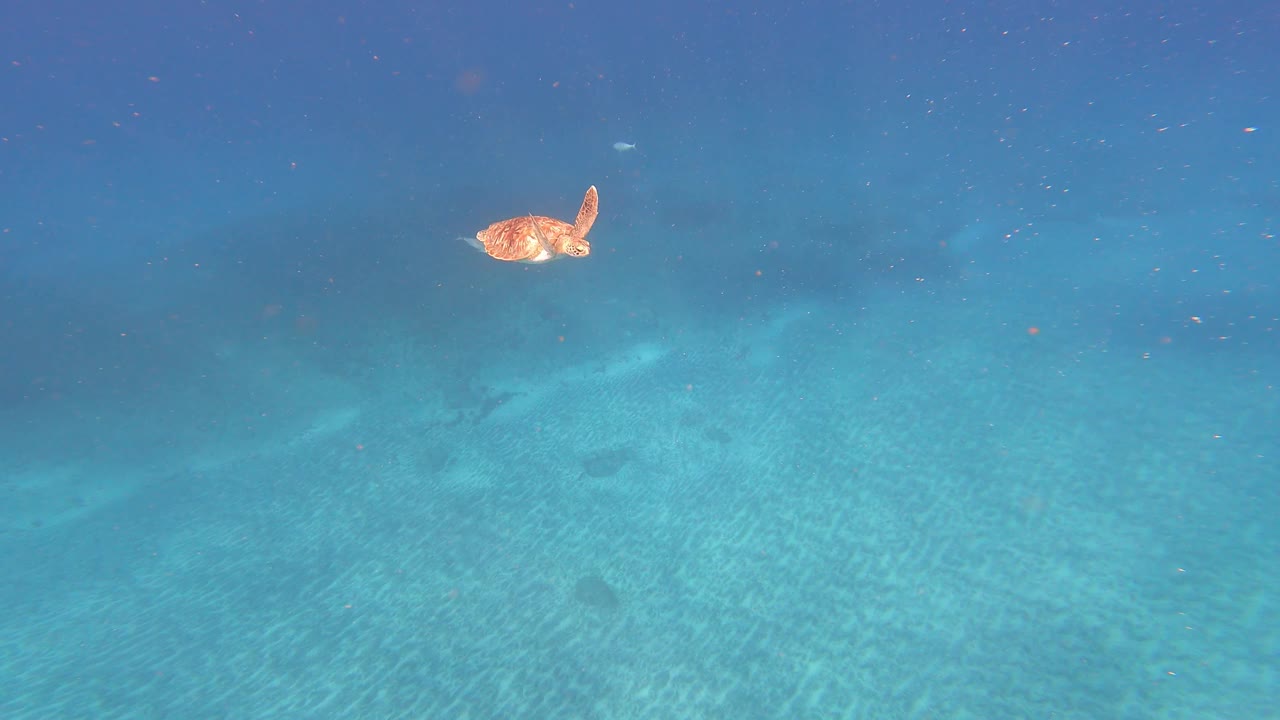 非洲佛得角群岛绿松石海下的红海龟。水下拍摄视频下载