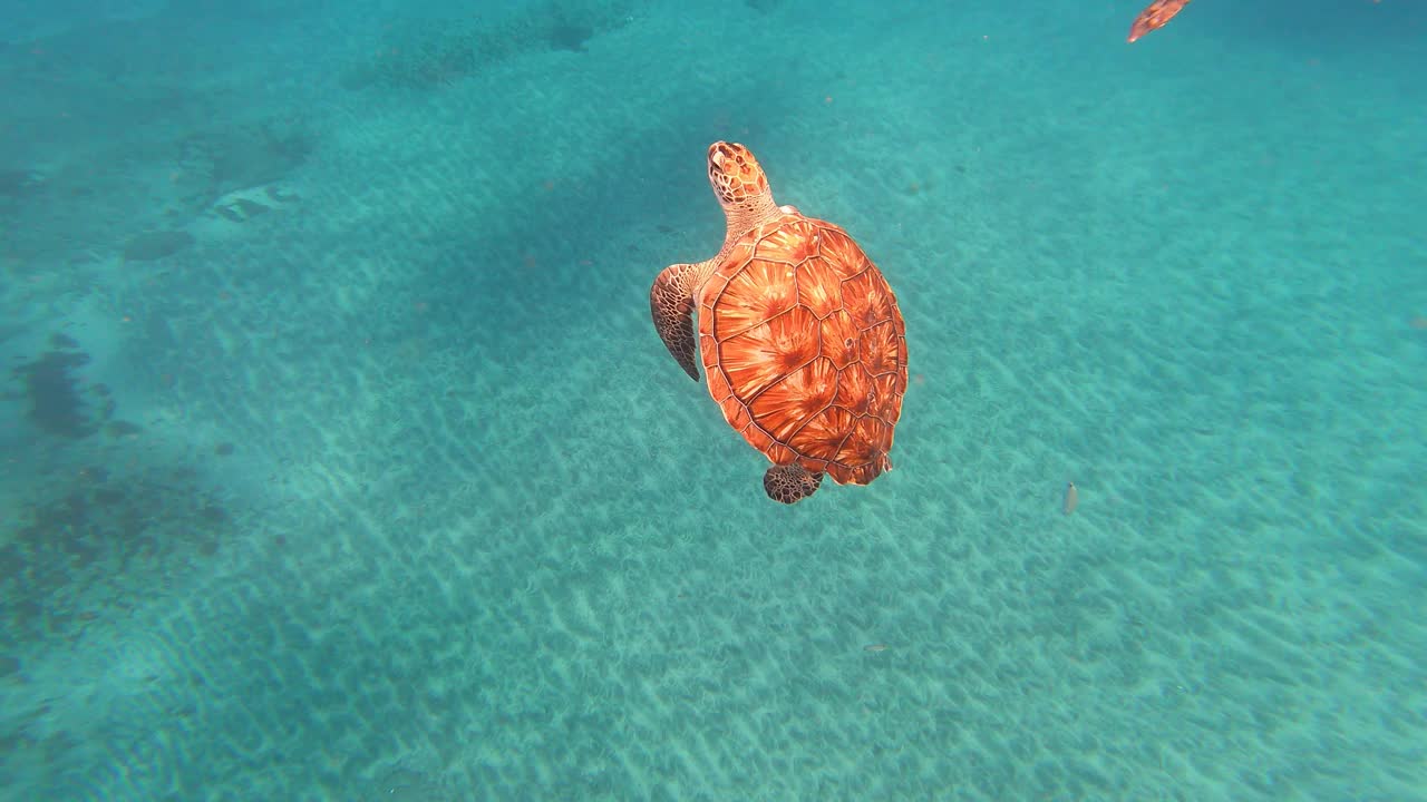 绿海龟(Chelonia Mydas)在海洋中与鱼类一起游泳。佛得角，非洲。特写镜头视频下载