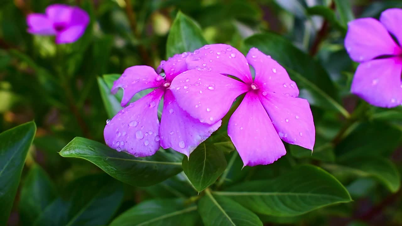 美丽的粉红色长春花盛开在花园里视频素材