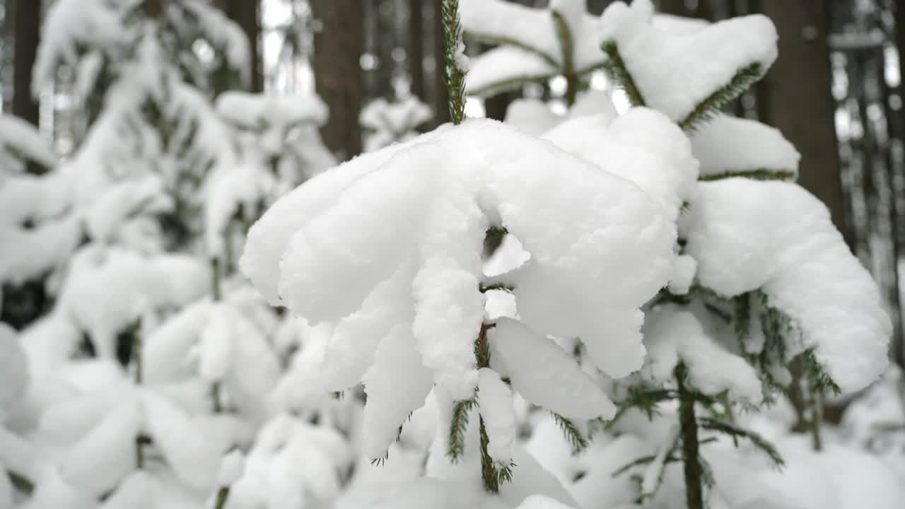 冬天神奇的森林被白雪覆盖。针叶树上一层厚厚的白雪。捷克共和国的12月视频素材