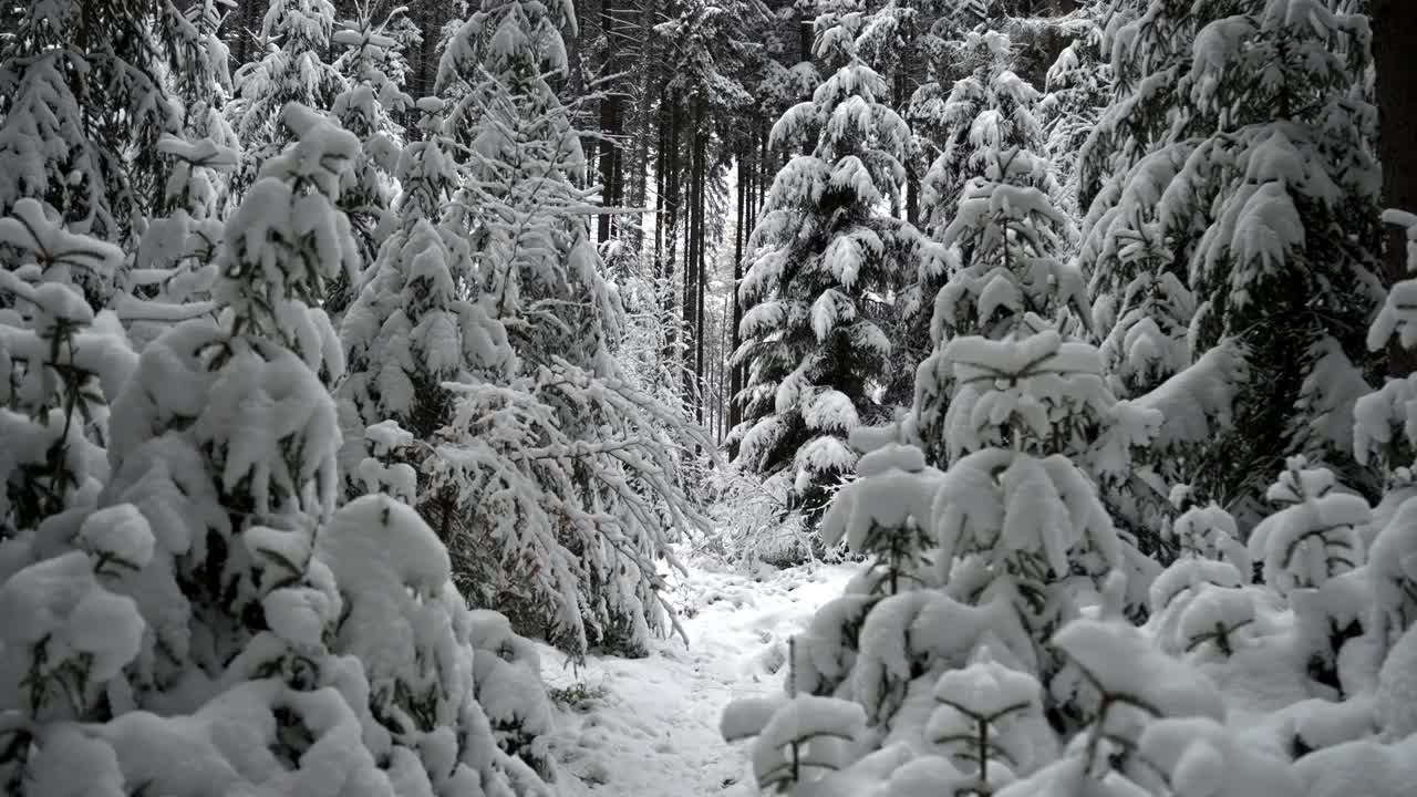 白雪飘飘的童话般的冬季森林覆盖着刚刚落下的雪。在寒冷的12月的一天，平静的圣诞气氛。针叶树准备成为圣诞树
童话视频素材