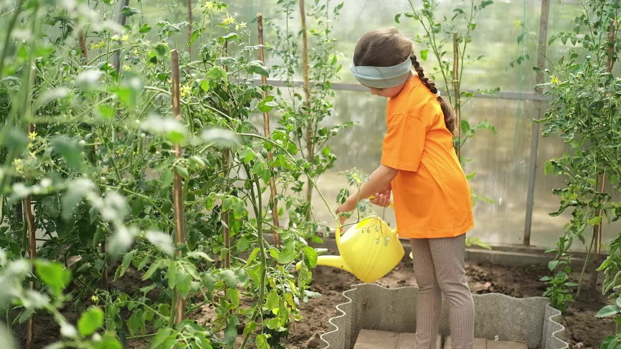 小女孩在温室里种菜。小孩子用黄色的喷壶给植物浇水。天然维生素食品蔬菜。在一个村庄的暑假。视频下载