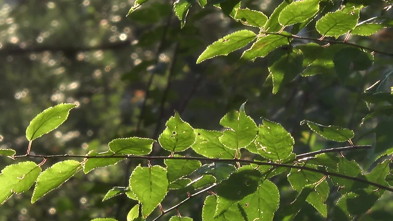 绿叶摇曳的树枝视频素材