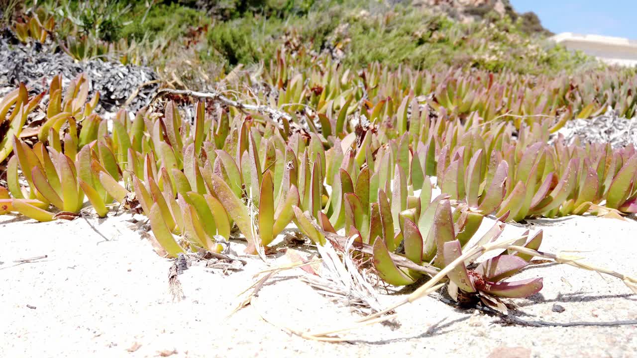 生活在撒丁岛海滩上的仙人掌视频下载