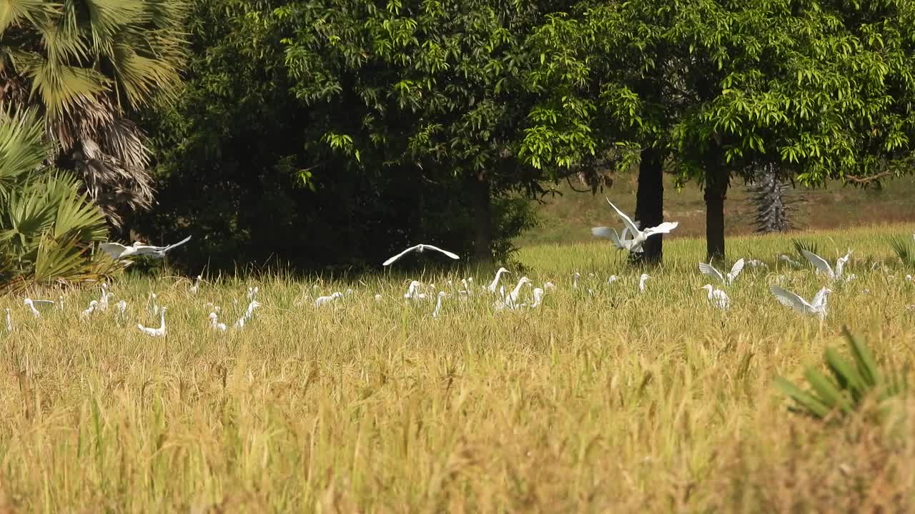 苍鹭落在稻草上。视频素材
