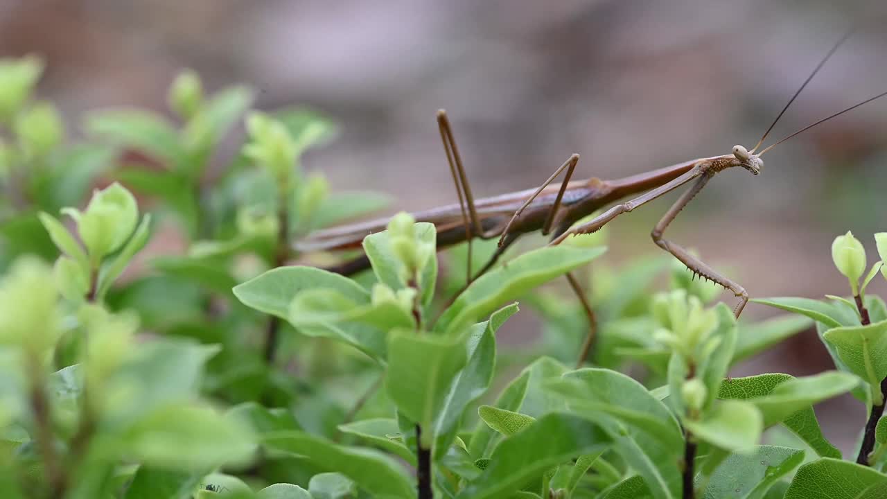 竹节虫(竹节虫科)视频素材