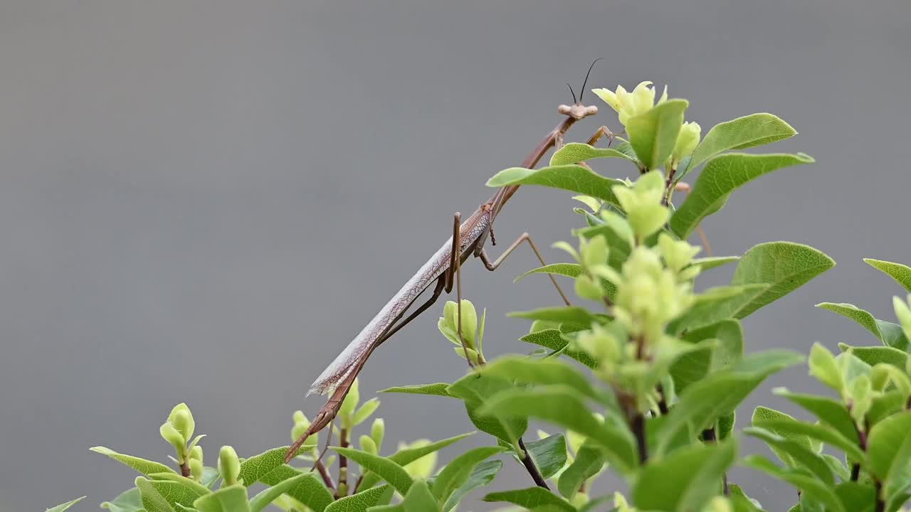 竹节虫(竹节虫科)视频素材