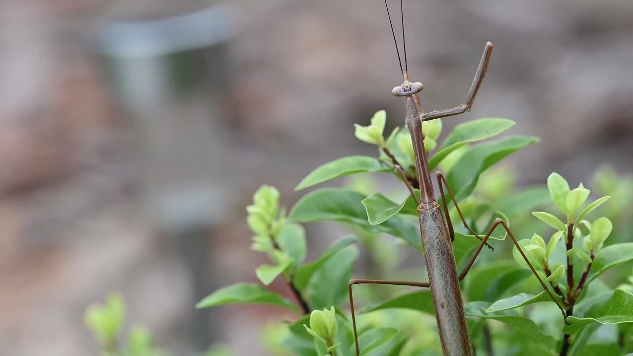 竹节虫(竹节虫科)视频素材