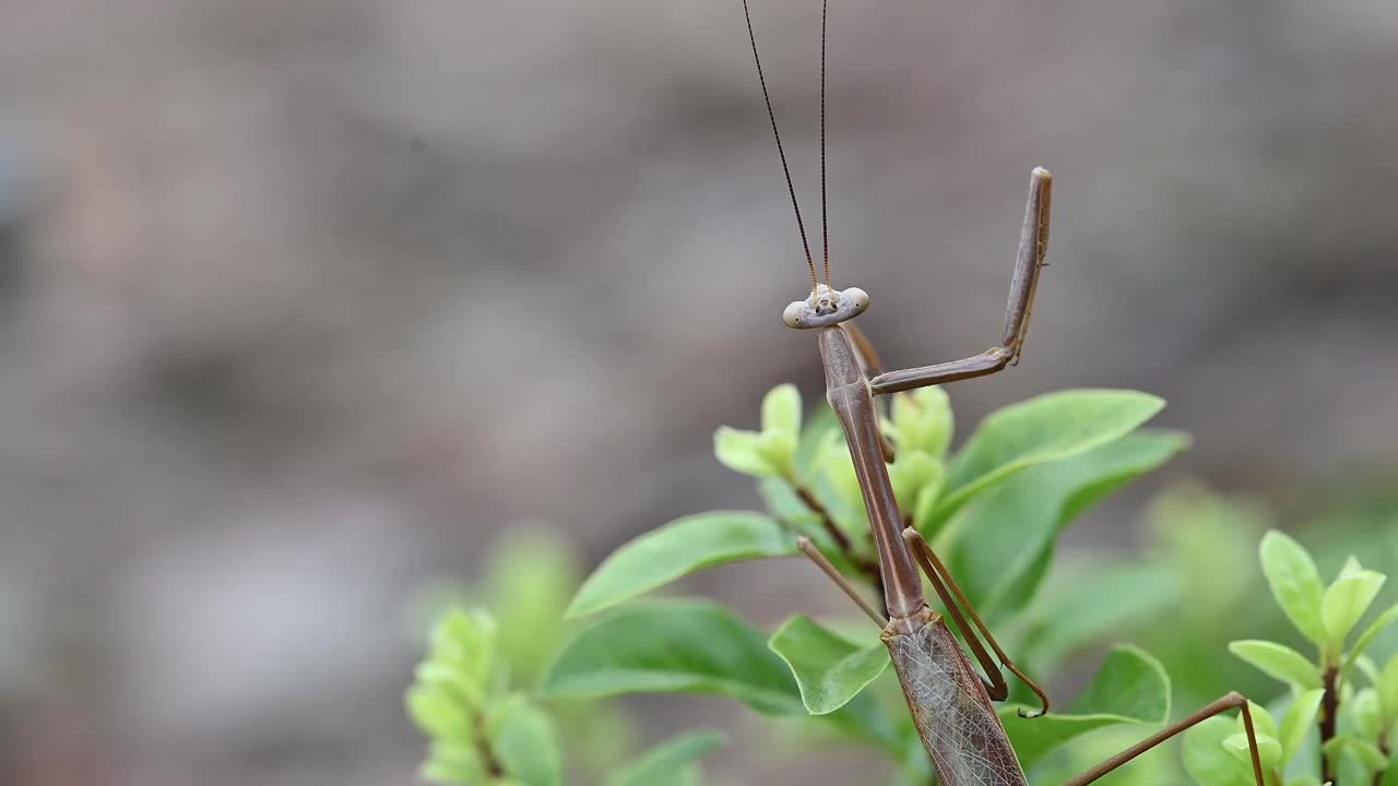 竹节虫(竹节虫科)视频素材