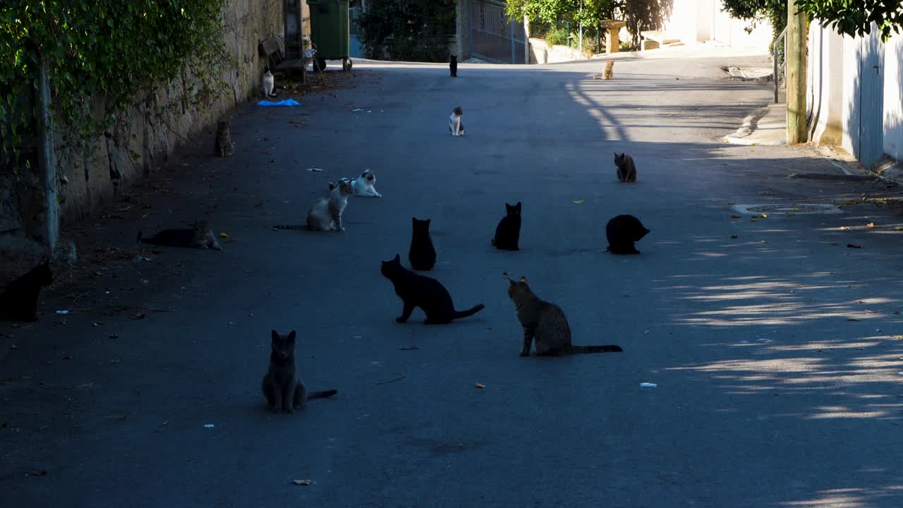 西班牙欧伦斯Toen的流浪猫群视频素材