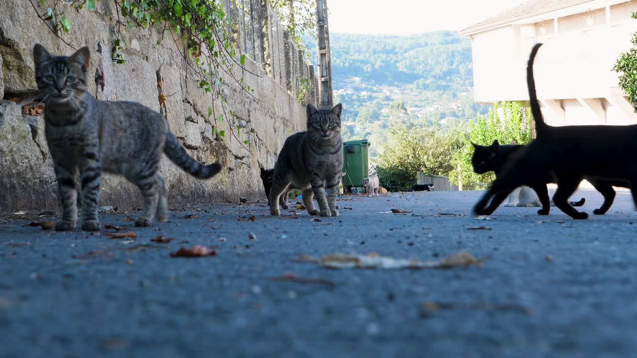 流浪猫漫步在西班牙欧伦斯的tosamen街道上视频素材