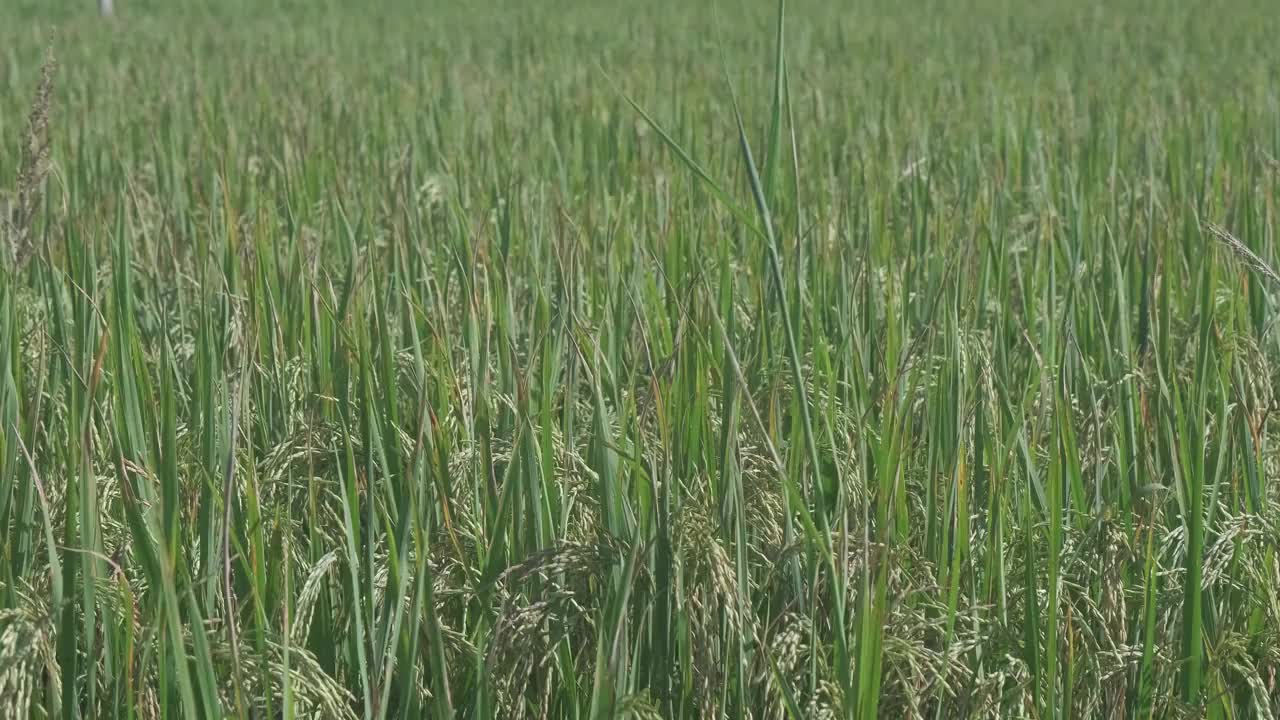 农田种植中丰富的绿色水稻纹理背景。视频下载