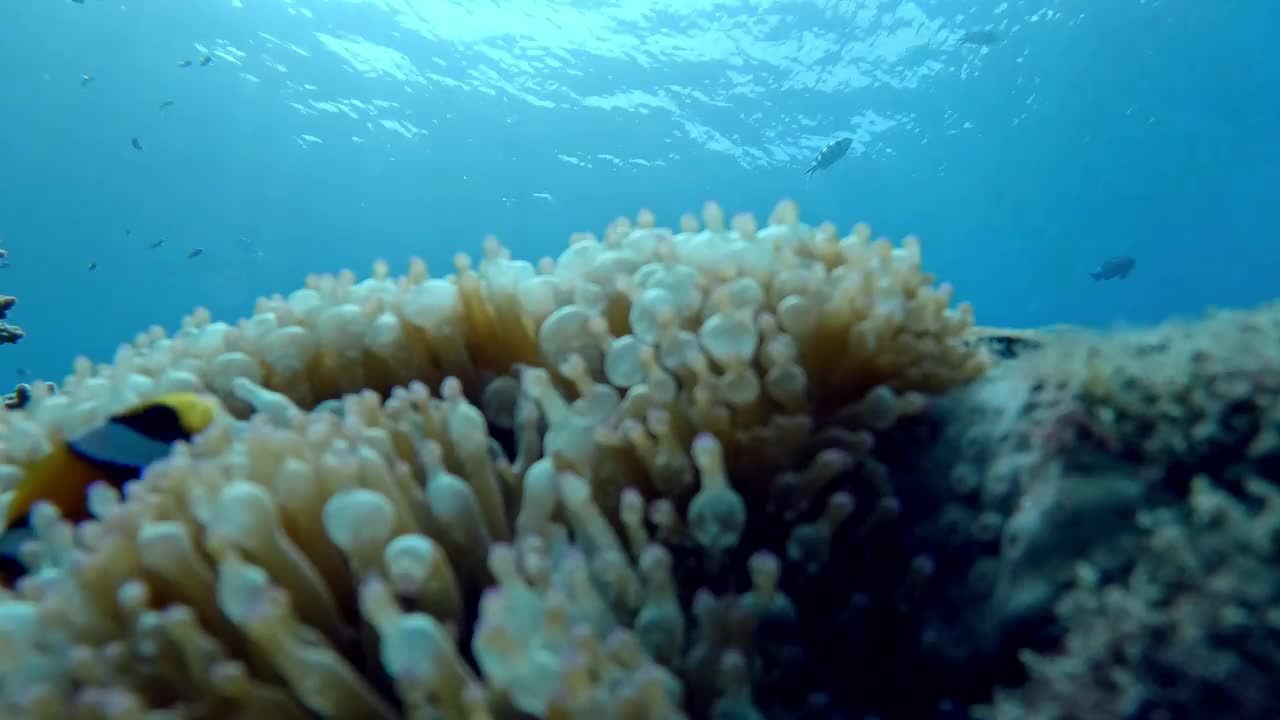 在珊瑚礁的海葵中常见的小丑鱼。水下视频素材