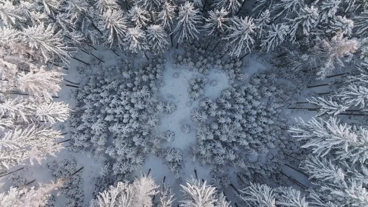 在寒冷的冬日，无人机在松树林中的鸟瞰图。视频素材