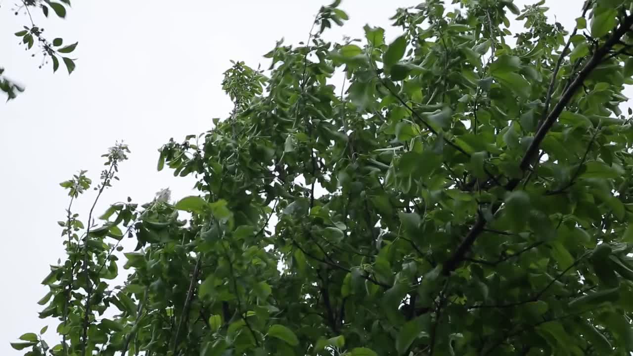 花园里盛开的苹果和樱桃树的树枝映衬着蓝天。视频素材