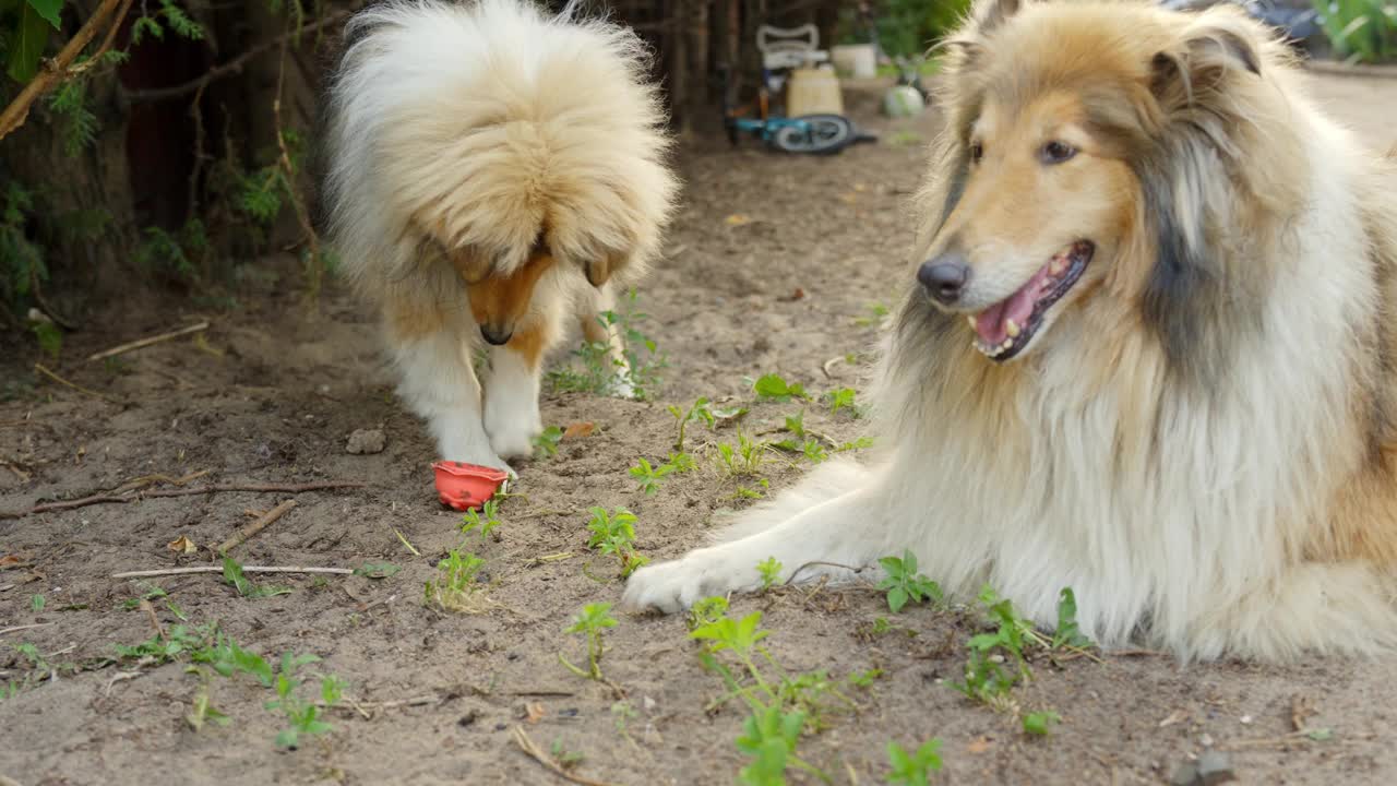 快乐的粗毛牧羊犬享受彼此在户外，正面视图视频素材