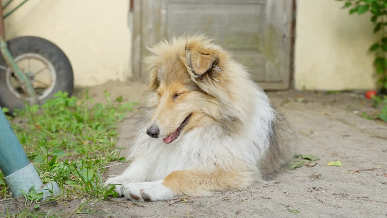 粗糙的柯利犬在乡村户外的地面上睡觉，正面视频素材